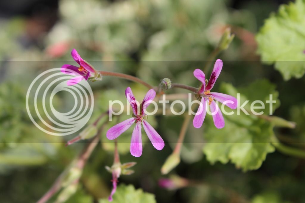 IMG_6791_zpsqrfxen1w.jpg
