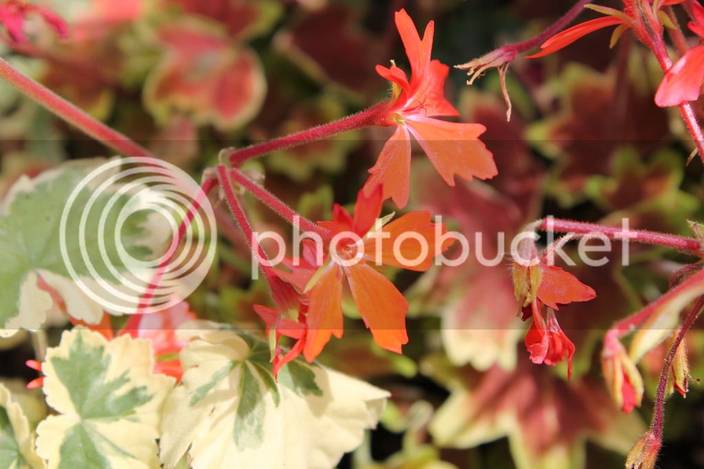 IMG_6792_zpsvf51upbj.jpg