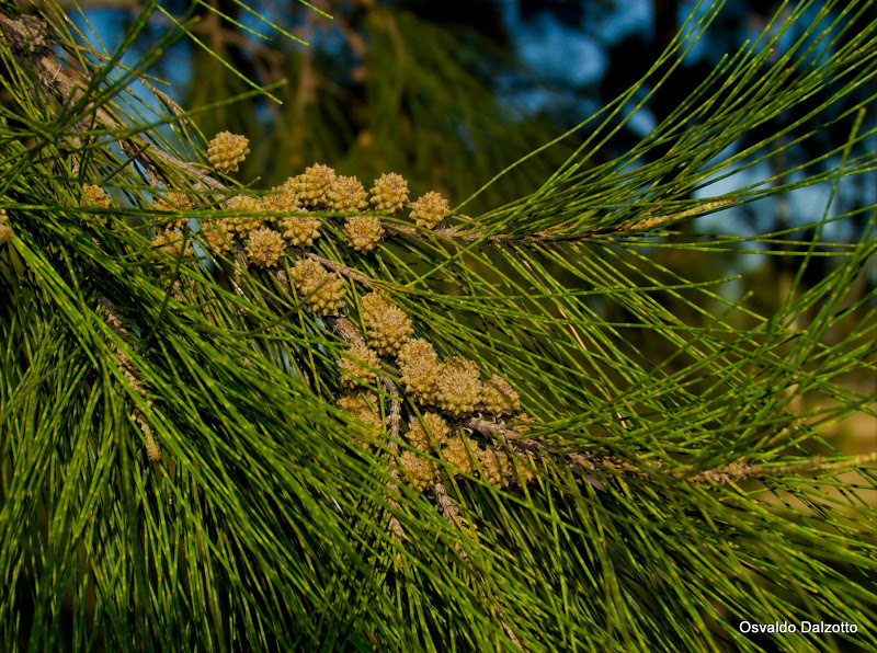 IMG_6810_l.jpg