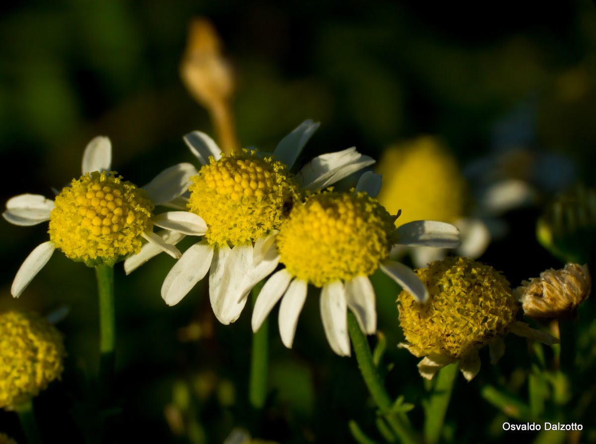 IMG_6833_l.jpg