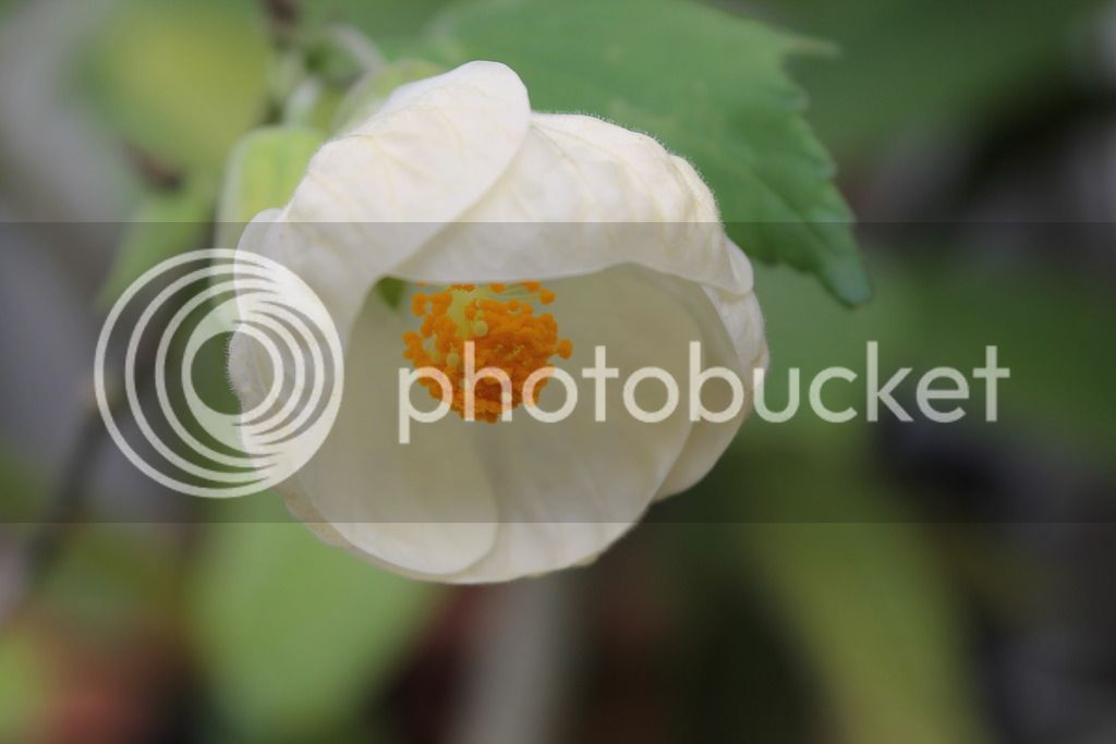 IMG_6945_zps0k6mqpjd.jpg
