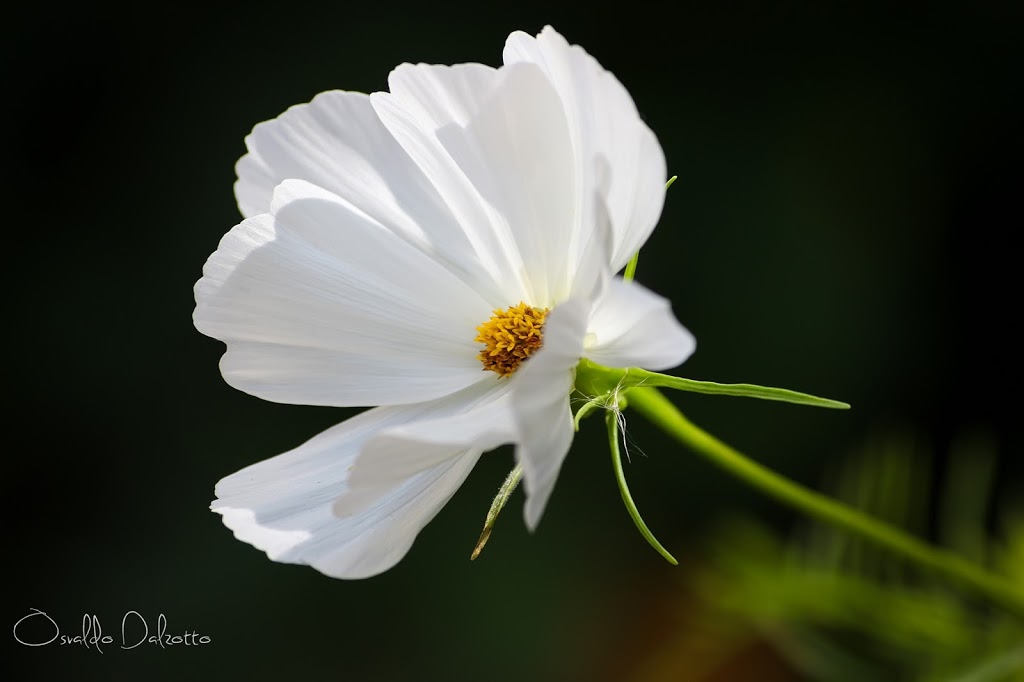 IMG_6950_O.JPG