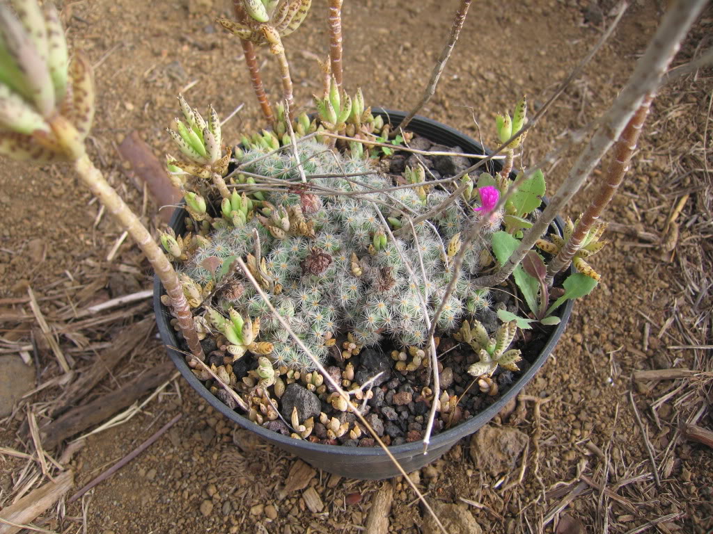 IMG_6968.jpg