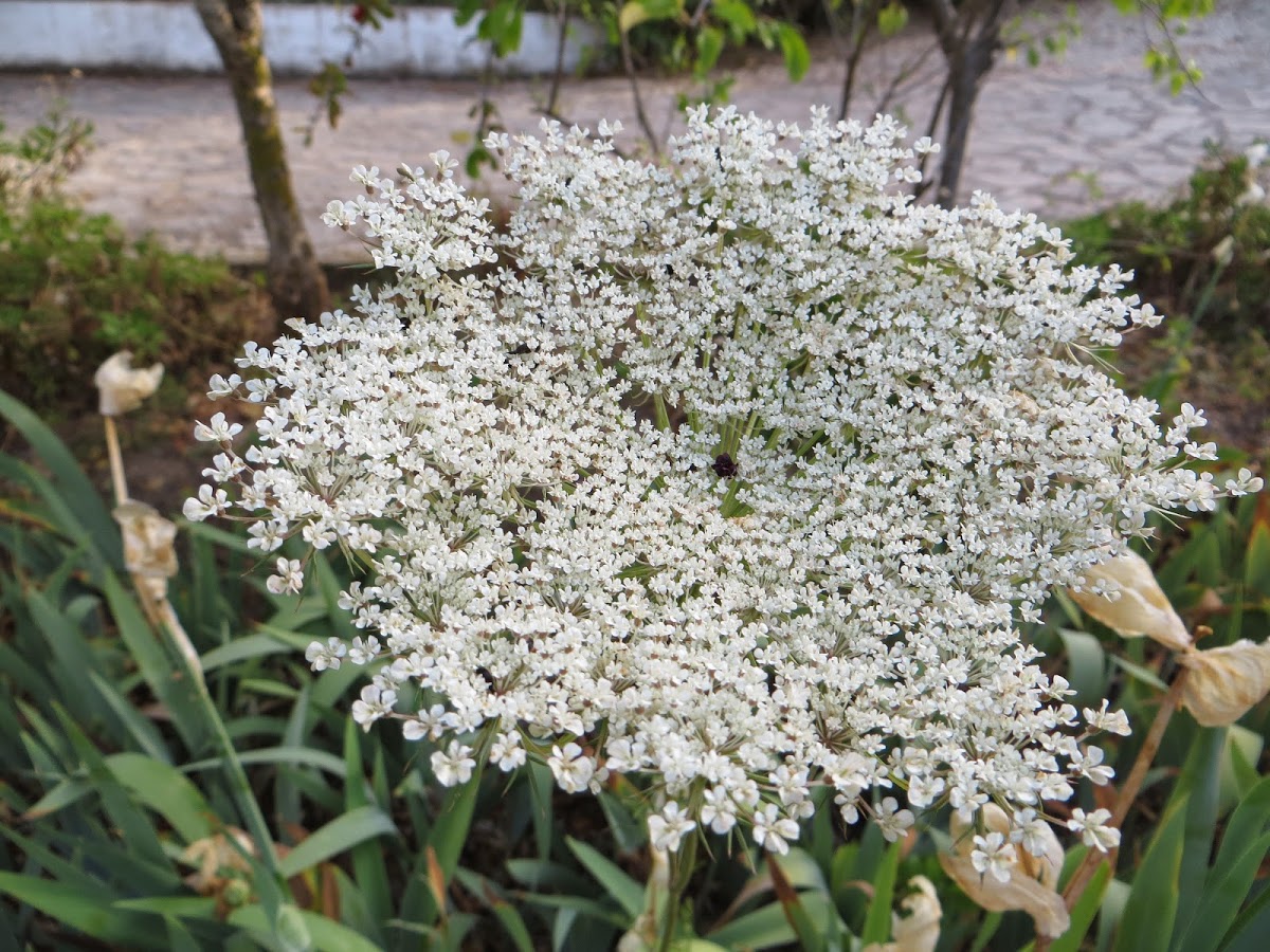IMG_7032.JPG