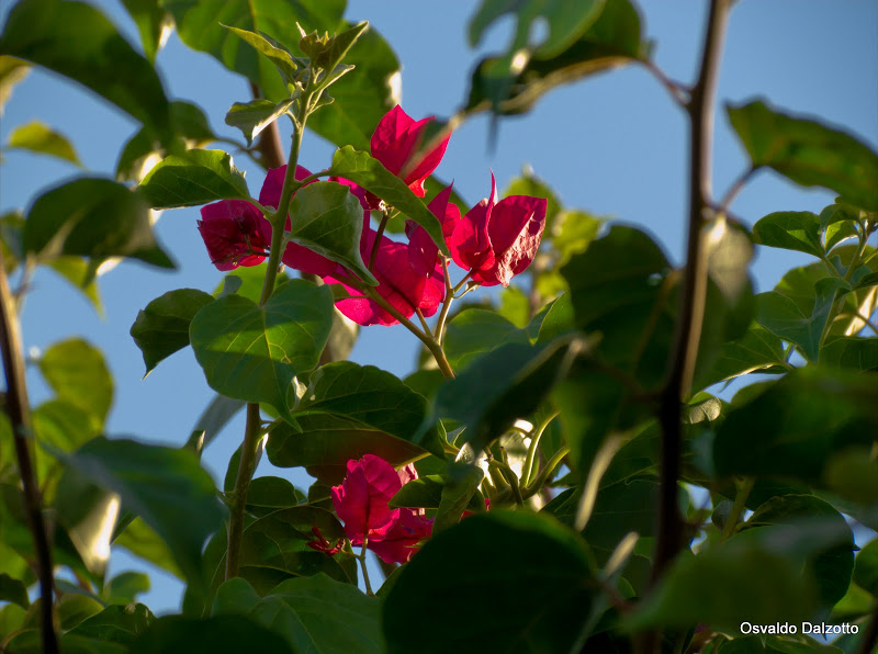 IMG_7100_l.jpg