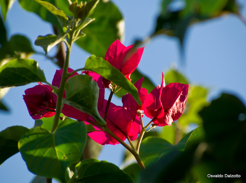 IMG_7101_l.jpg