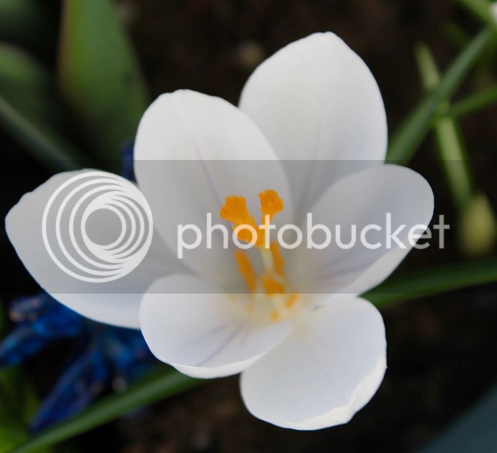 IMG_7160_zpsjuttl3ej.jpg