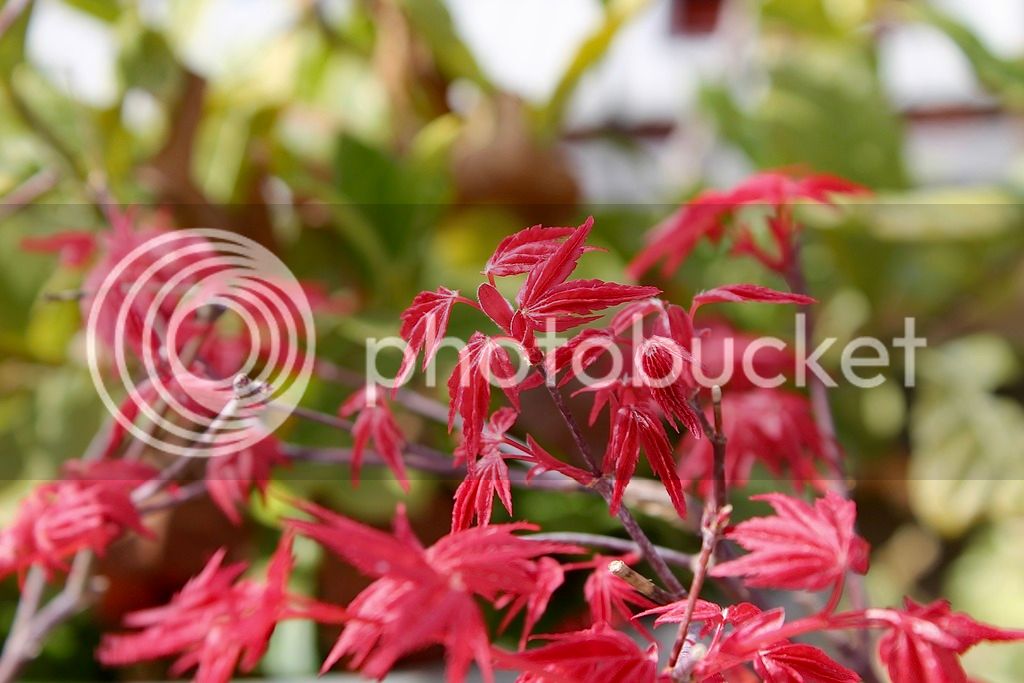 IMG_7196_zpsgwwch2md.jpg