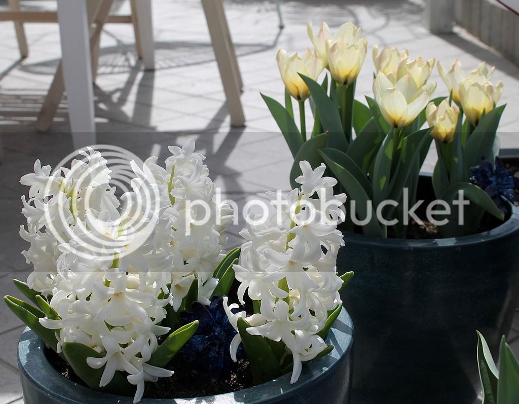 IMG_7198_zps7dpr28ud.jpg
