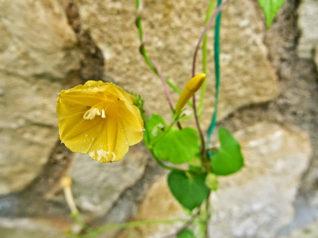 IMG_7248.JPG