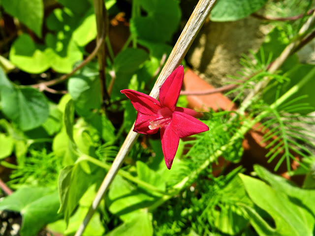 IMG_7359.JPG