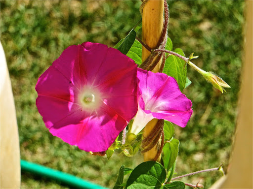 IMG_7423.JPG
