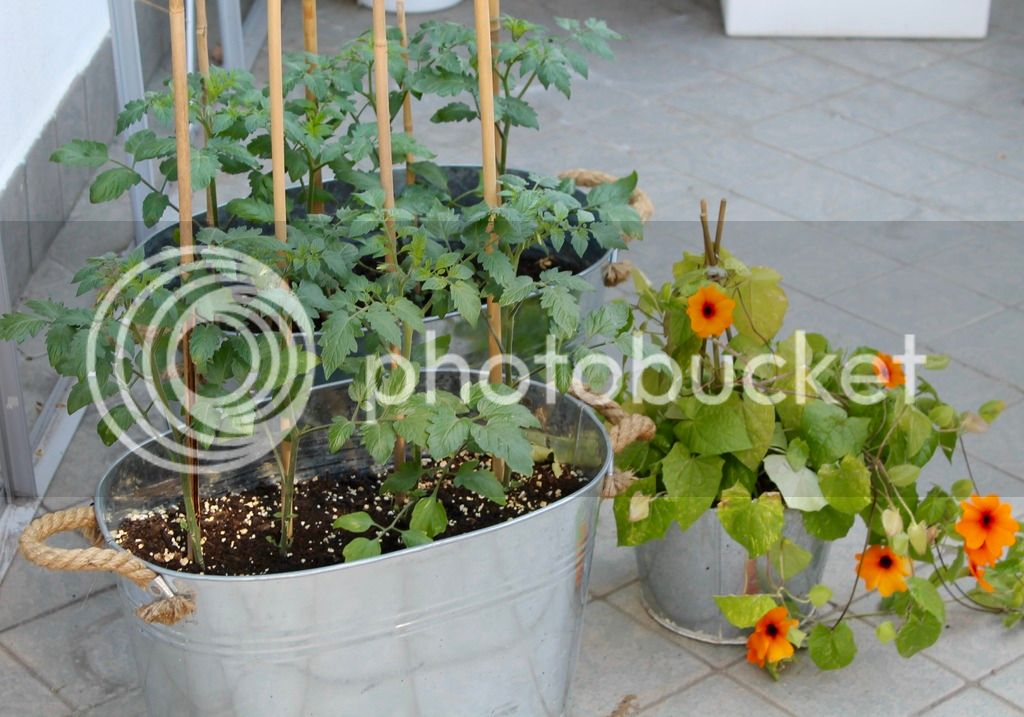 IMG_7539_zps5imhtdo7.jpg