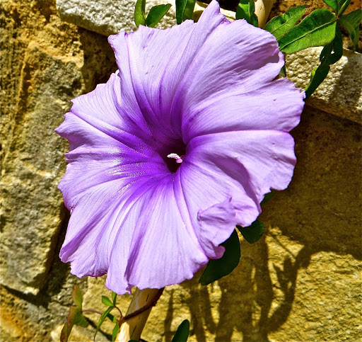 IMG_7561.JPG