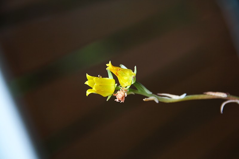 IMG_7569.JPG