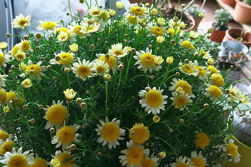 IMG_7580.JPG