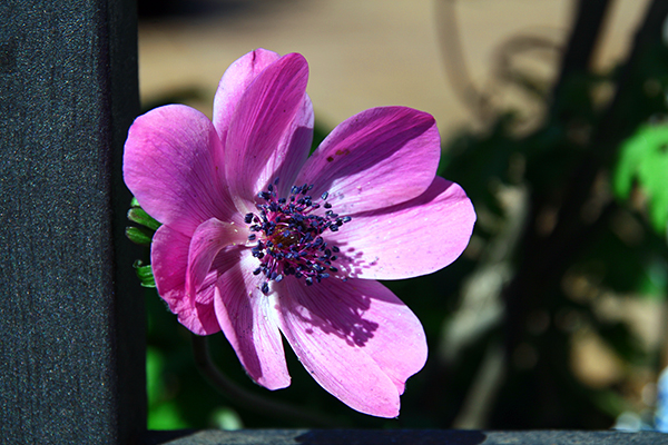 IMG_7623.JPG
