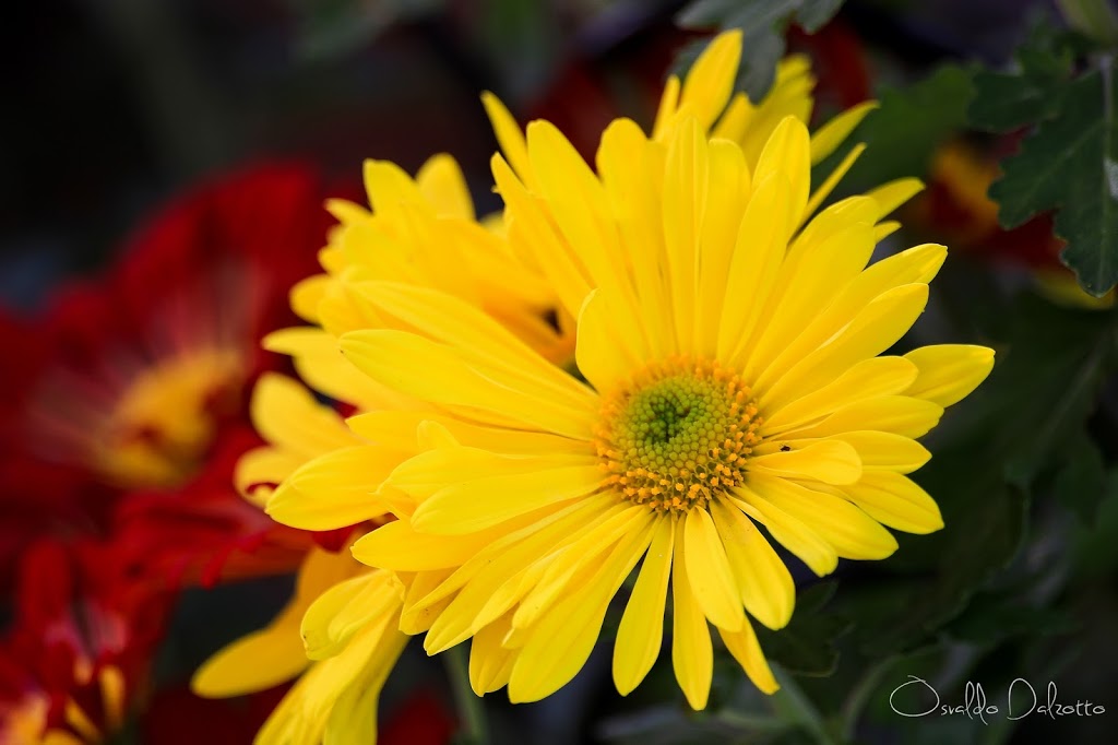 IMG_7635_O.JPG