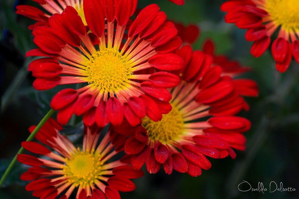 IMG_7639_O.JPG