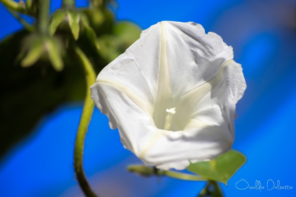 IMG_7685_O.JPG