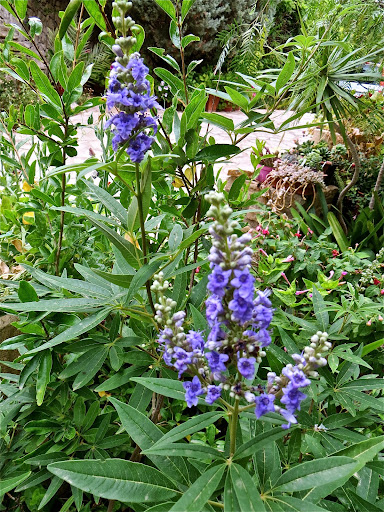 IMG_7686.jpg