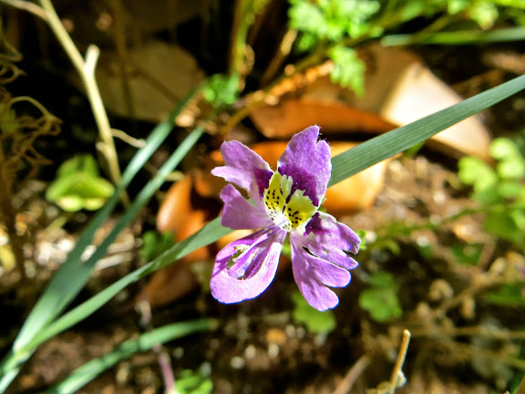 IMG_7723.JPG