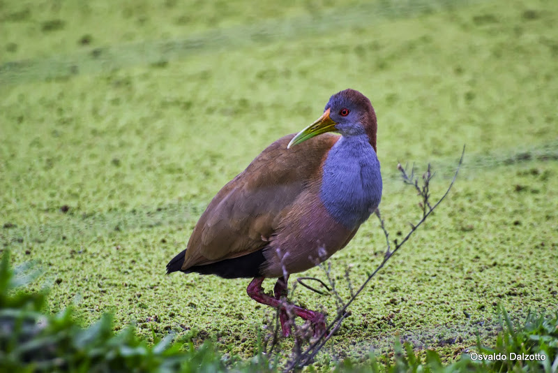IMG_7794.jpg