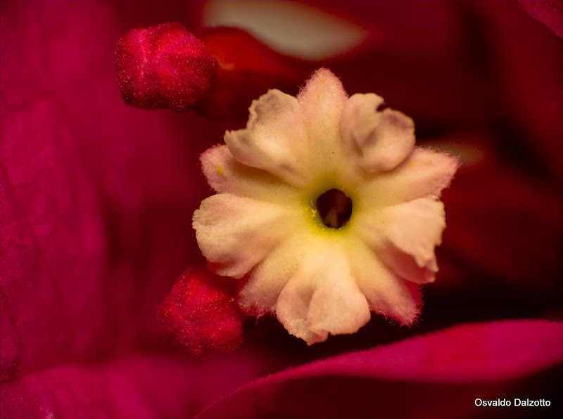 IMG_7833_l.jpg
