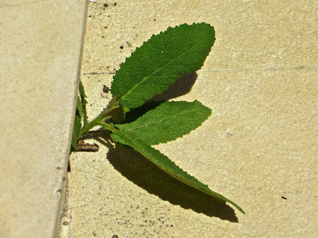 IMG_7880.JPG