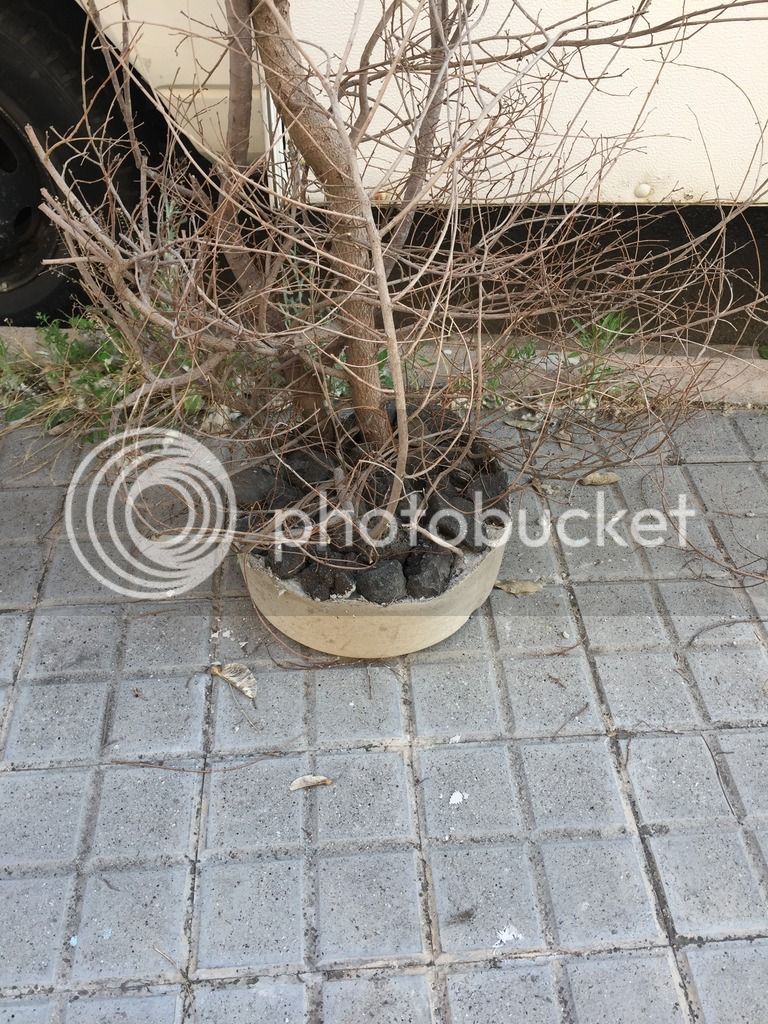 IMG_8018_zps5m7mltnk.jpg