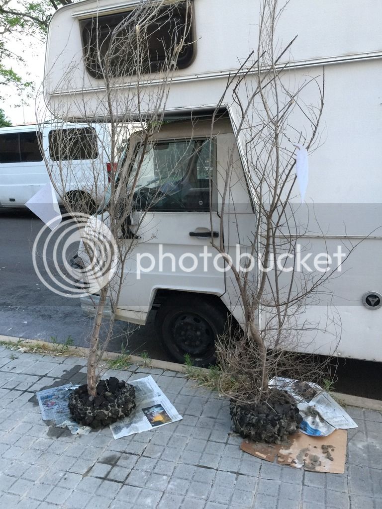 IMG_8023_zpsczg0cdkr.jpg