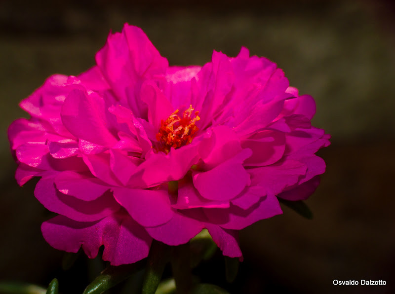 IMG_8049_l.jpg