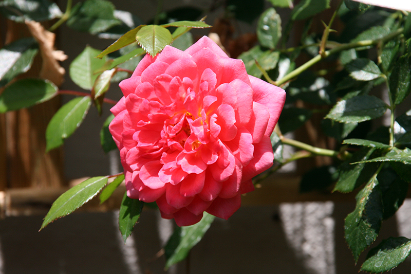 IMG_8187.JPG