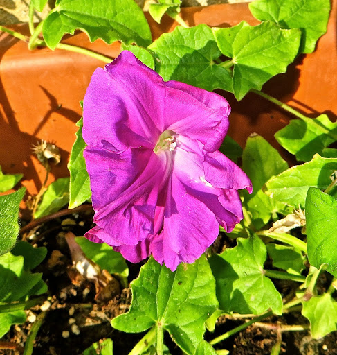 IMG_8190.JPG