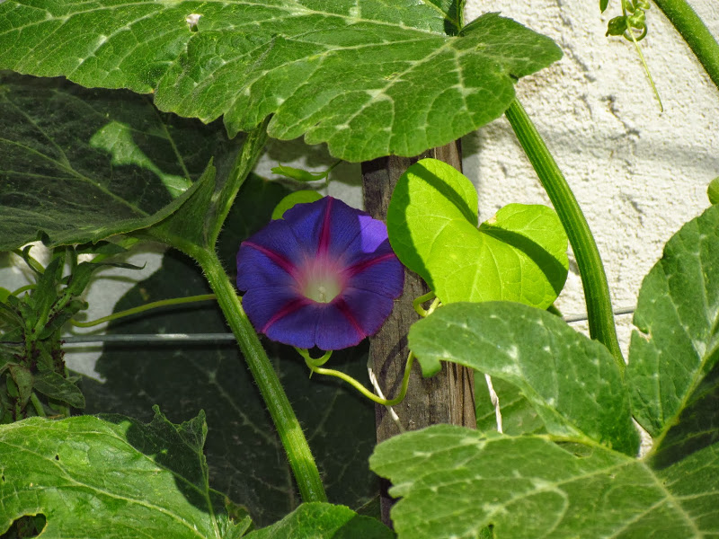 IMG_8220.JPG