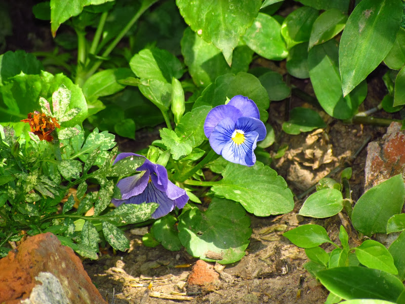 IMG_8236.JPG