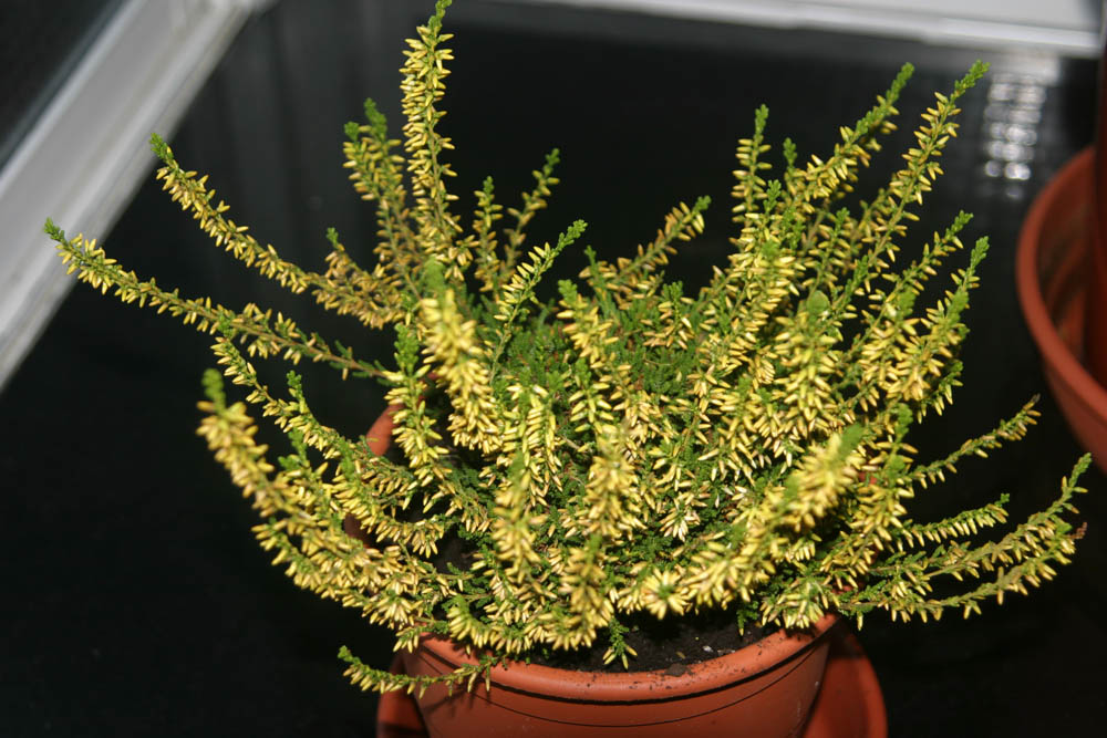 IMG_8271.jpg