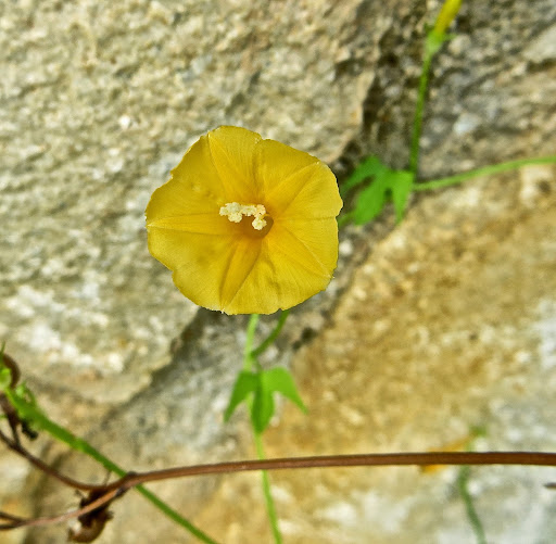 IMG_8386.JPG