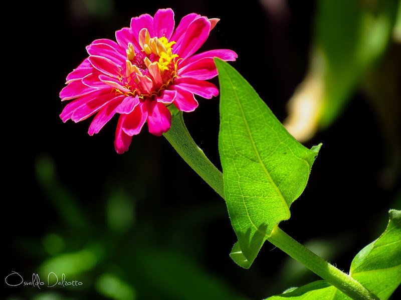 IMG_8439_L_O.JPG