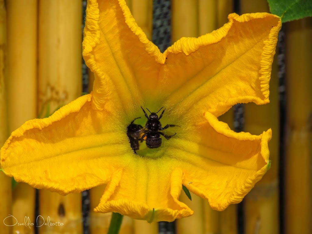 IMG_8466_F.JPG