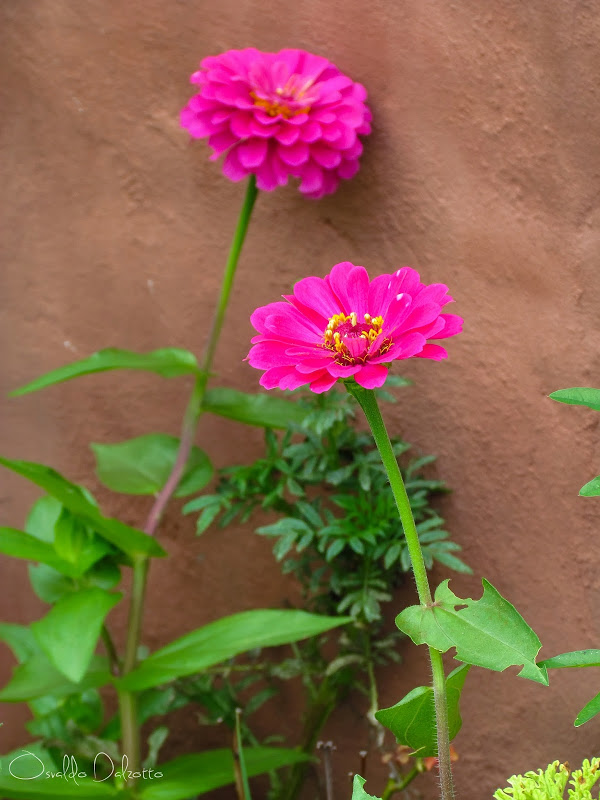 IMG_8483_F.JPG