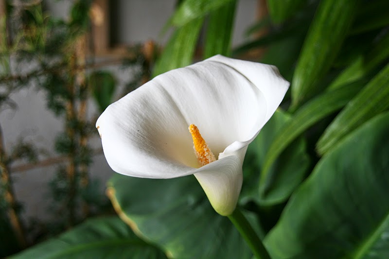 IMG_8648.JPG