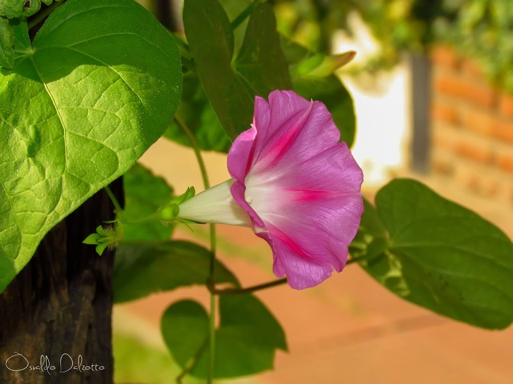 IMG_8665_F.JPG