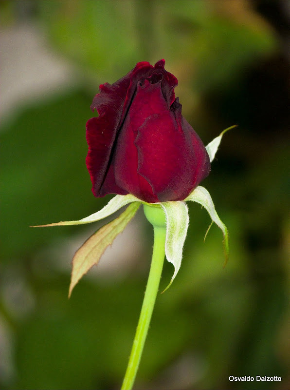 IMG_8669_l.jpg