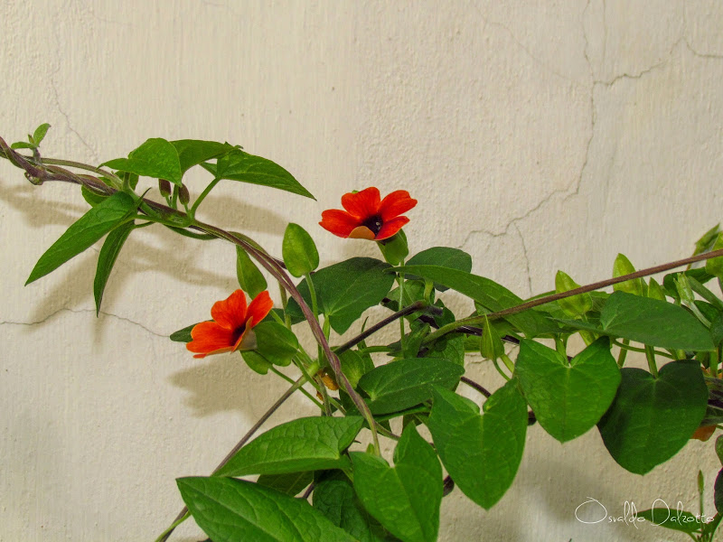 IMG_8671_F.JPG