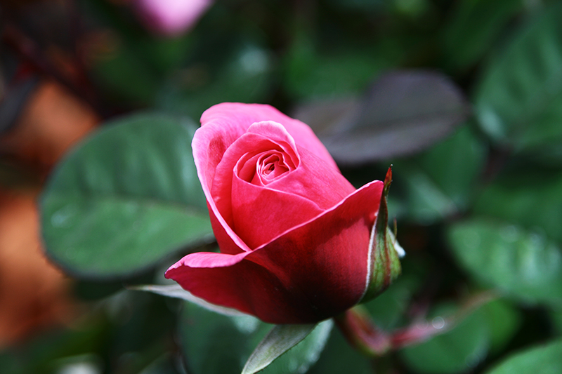 IMG_8687.JPG