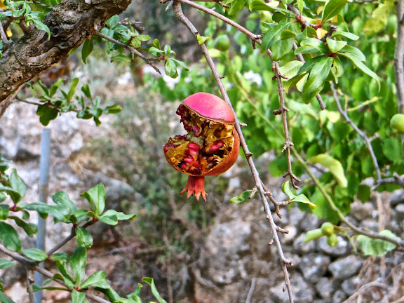IMG_8724.JPG