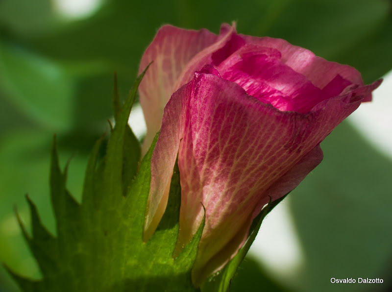 IMG_8943_l.jpg