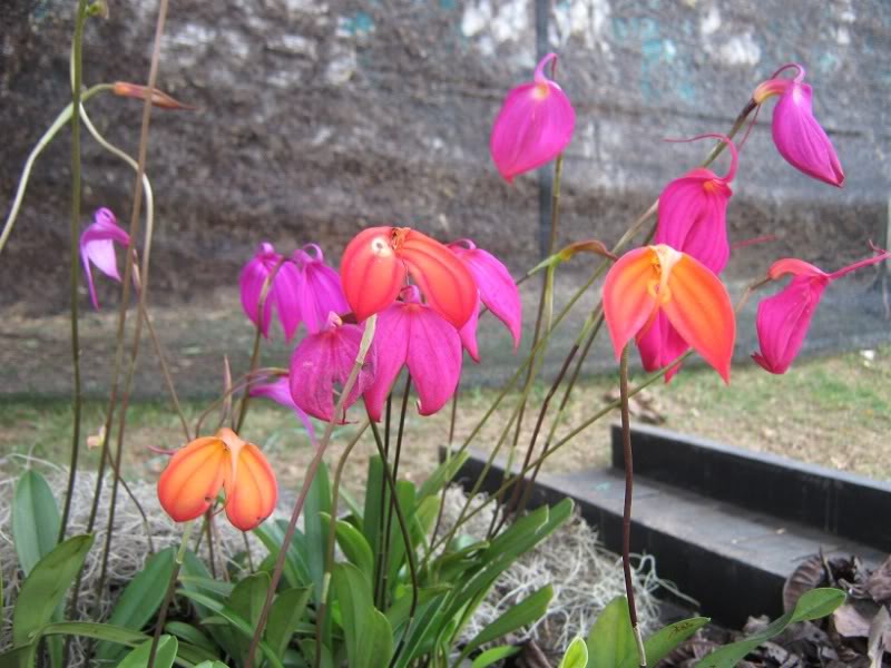 IMG_9227.jpg