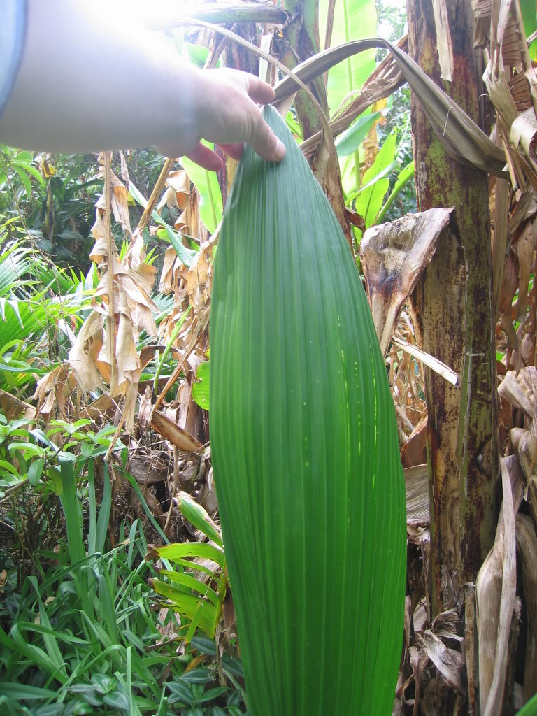 IMG_9237.jpg